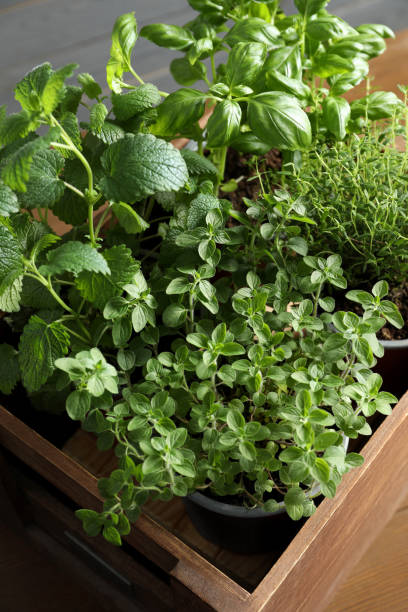 istock Different aromatic potted herbs in wooden crate, closeup 1678653114