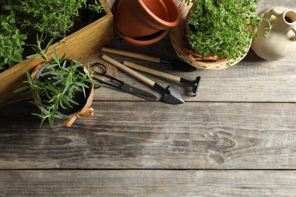 istock Crates with different potted herbs and gardening tools on wooden table, above view. Space for text 1678654696