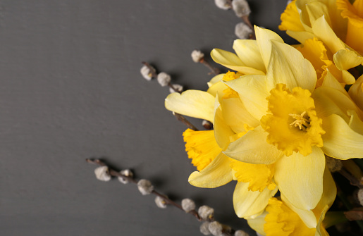 Beautiful yellow daffodils and willow twigs on blurred background, top view. Space for text