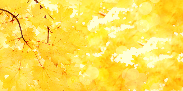 Autumn natural banner, closeup yellow gradient leaves beauty in nature abstract maple leaf, environment texture pattern frm autumnal foliage, fall colored scene, monochrome aesthetic nature background