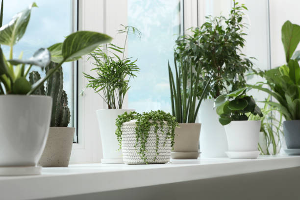 istock Many beautiful potted houseplants on windowsill indoors 1678656369
