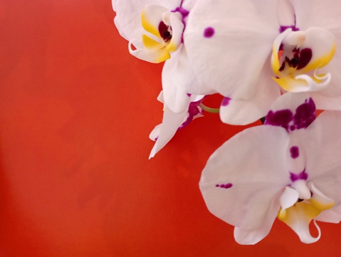 A white orchid dotted with purple and pink spots on a bright red background.