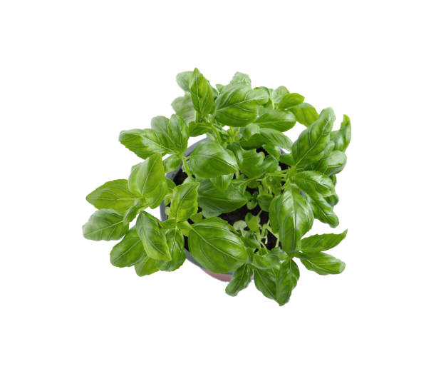 istock Aromatic green potted basil isolated on white, top view 1678657009