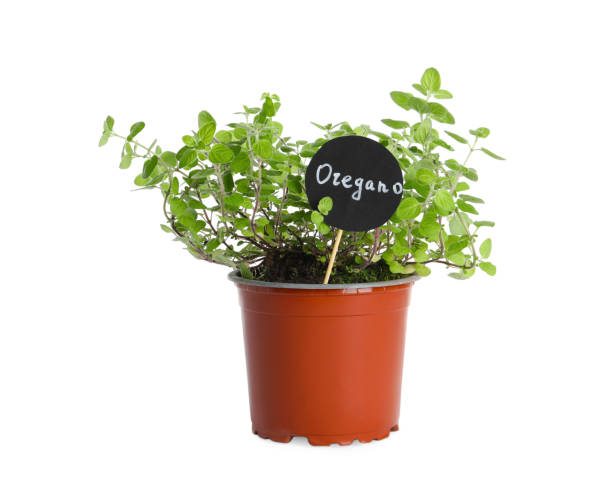 istock Aromatic green potted oregano isolated on white 1678657432