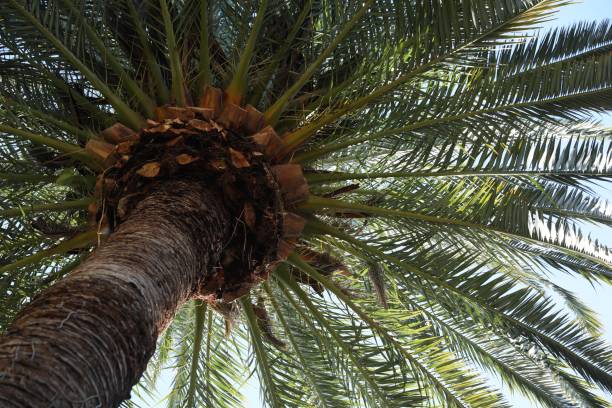 istock Beautiful palm tree with green leaves against clear sky, low angle view 1678657449