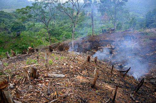 istock Clearing New Land by Burning. Deforestation - Stock Photo 1678660694