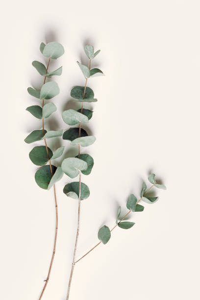 istock Green eucalyptus branches on beige background. Minimal aesthetic flat lay, spa wellness concept, top view green leaves of fresh plant eucalyptus, copy space, botanical nature wallpaper, vertical 1678661797