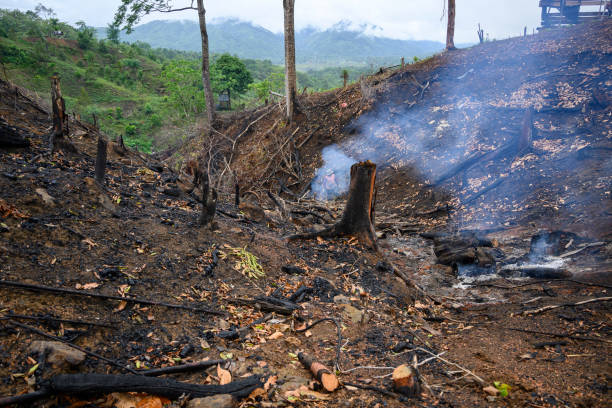 istock Man Clearing Land - Stock Photo 1678662313