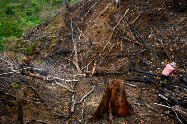 Men clear and stack wood on the burned land, clearing new land for agriculture is often done every year.