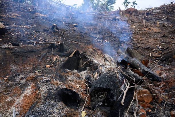 istock Clearing New Land by Burning. Deforestation - Stock Photo 1678664012