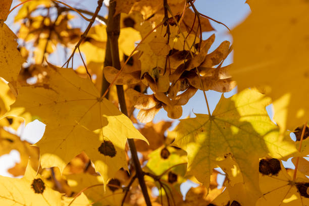 istock Maple foliage that has changed color in autumn 1678668627