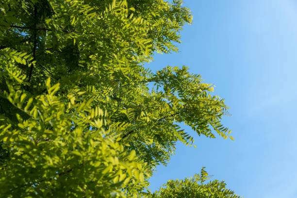 istock the acacia tree is white with green foliage during flowering in spring 1678670034