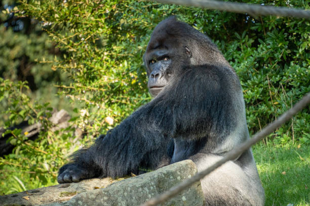 istock Senior Western Lowland Gorilla making eye contact with the camera 1678670044