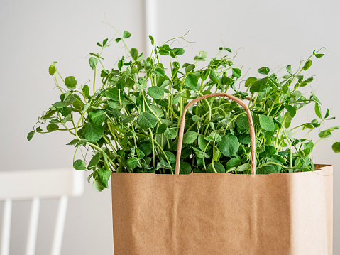 Agricultural Field, Agriculture, Alfalfa, Antioxidant, Food and drink, Food, Pea Sprout, Microgreen, Seedling, Germinating, Seed, Green Pea, Kitchen Counter, Supermarket, Kitchen, Paper Bag, Table, Fitness and wellness