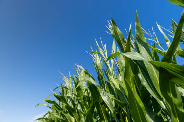 istock a field with a harvest of unripe green corn 1678670594