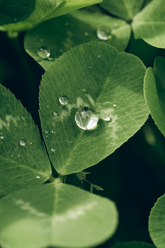 Water drops on four leaf clover plant in the garden after a rainy day