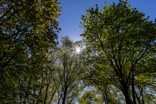 deciduous trees in the spring season in sunny weather, tall trees with green foliage in the spring season