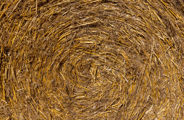 istock wheat golden and sharp stubble after harvesting 1678676351