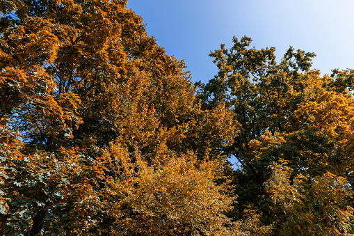 maple trees in the autumn season in sunny weather, maple trees with changing foliage in the autumn season
