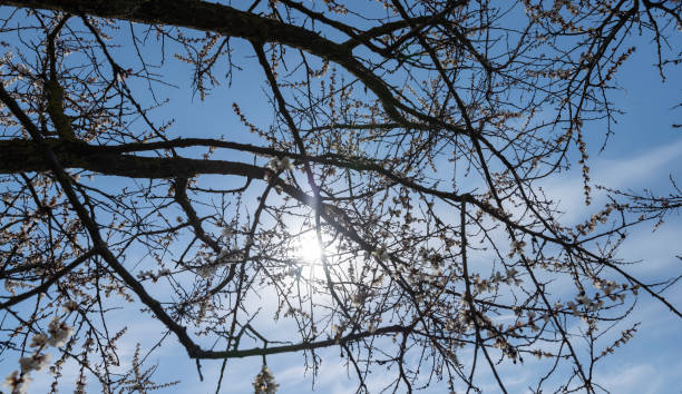 istock blooming berry cherry in the spring season 1678677482