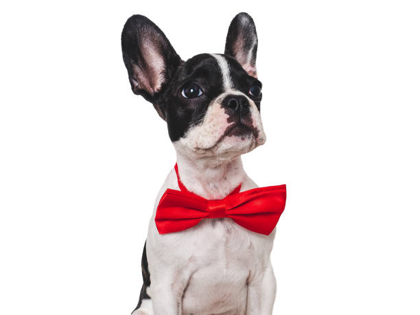 istock Cute puppy and bright bow tie. Close-up, indoors 1678679154