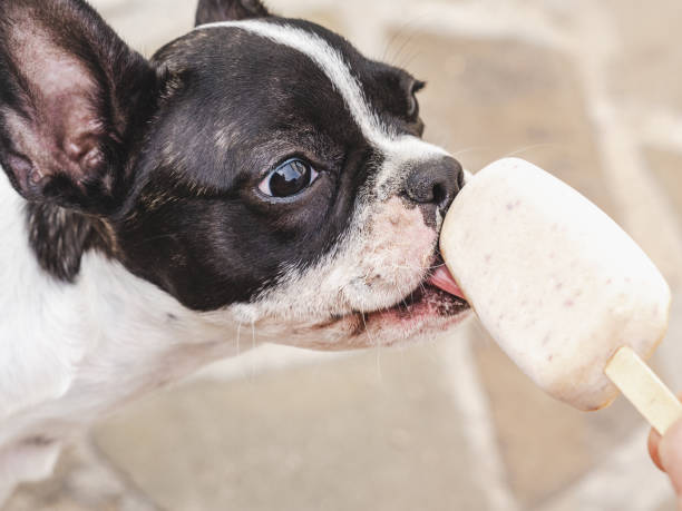 istock Cute puppy eating delicious ice cream. Top view 1678680247
