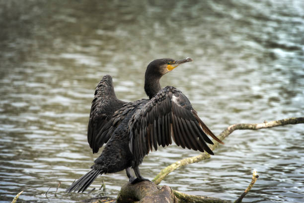 istock Cormorant resting on his favourite log 1678696809