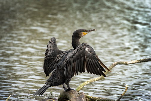 Cormorant resting on his favourite log after a good fish feast