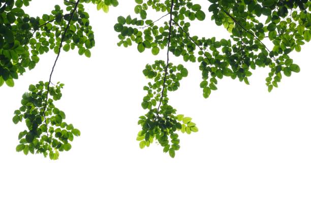 istock Tropical tree leaves with branches on white isolated background for green foliage backdrop and copy space and 1678709682