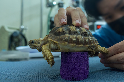 Turtles are Exotic Pets. Sulcata Tortoise or African spurred tortoise are walking on the table  in the veterinary examination room.