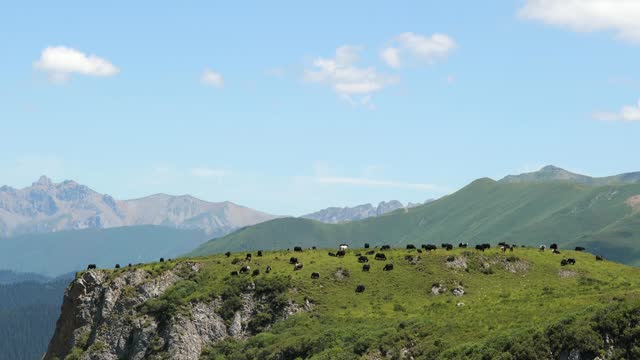 Long shot of pasture on the plateau of Ganan, China