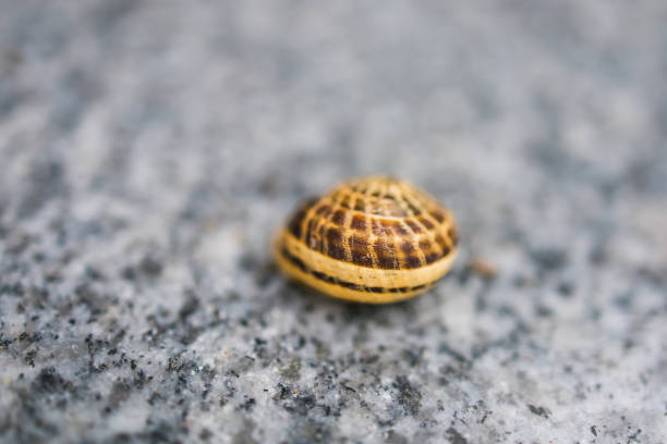 Snail On The Wall
