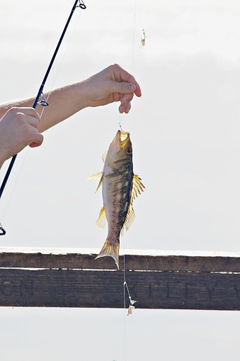 successful fishing