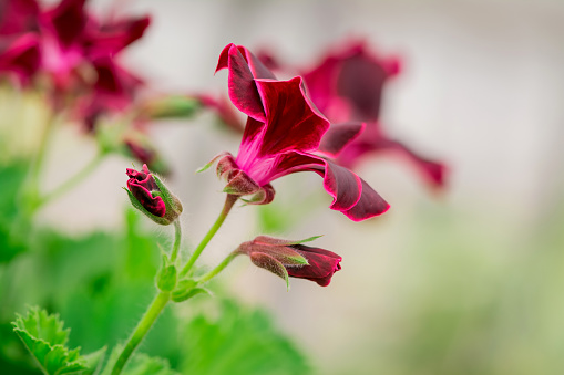 Closeup of South African Geranium in blossom