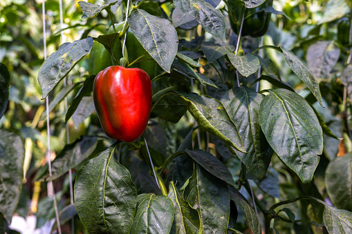 Bell peppers hanging on tree in farm.  Bell pepper in the garden. Vegetable garden with red bell pepper. chili paprika plants in the garden