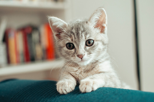 A cute domestic tabby kitten with a white chest looks sadly at the camera. Portrait of a beautiful striped young cat waiting for its owner. Fidelity and friendship concept.