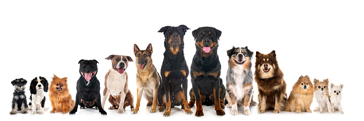 group of dogs in front of white background