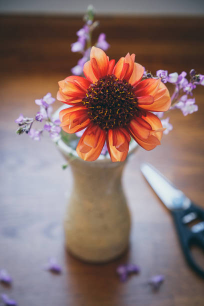 istock Freshly cut Dahlia and purple Toadflax flowers (Linaria maroccana ) 1678752414