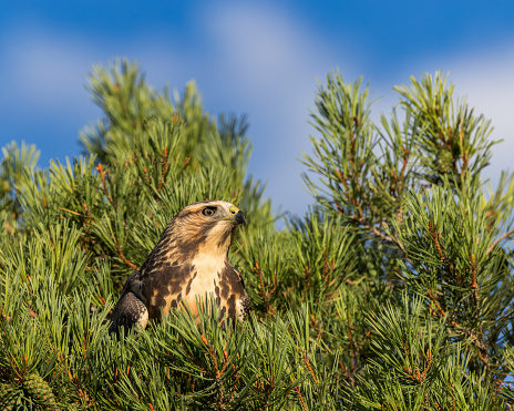 A Swainson's Hawk is nestled comfortably in pine boughs; Wyoming, USA