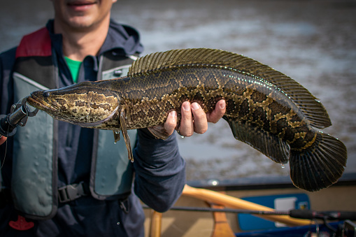 An angler holds up an invasive Northern Snakehead caught in the tidal marshes of Southeast Virginia