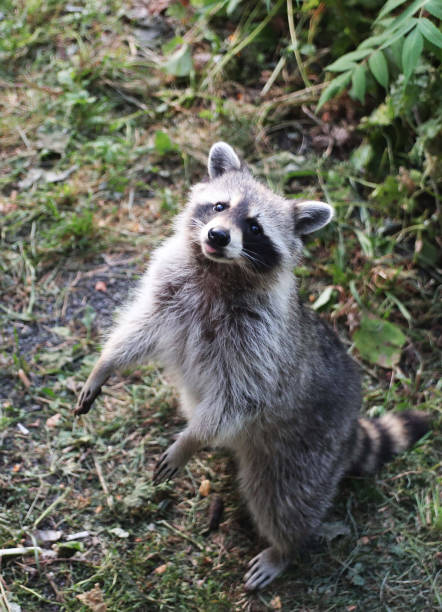 istock Chatting with that little Racoon fellow 1678764044