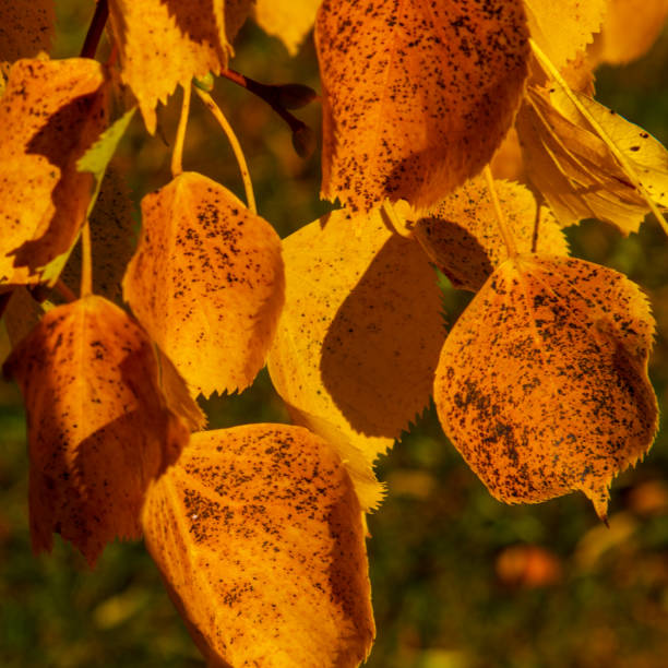 istock Yellow autumn leaves 1678766184