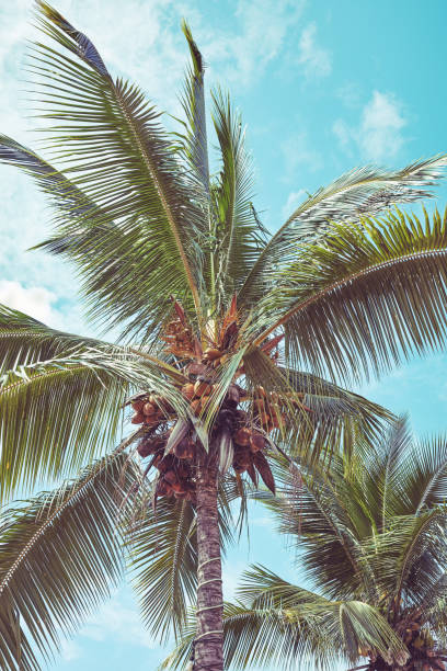 istock Coconut palm trees against the sky, retro color toning applied. 1678767806
