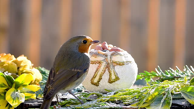 Robin eating bird food from Christmas decoration. Bird feeding in winter.