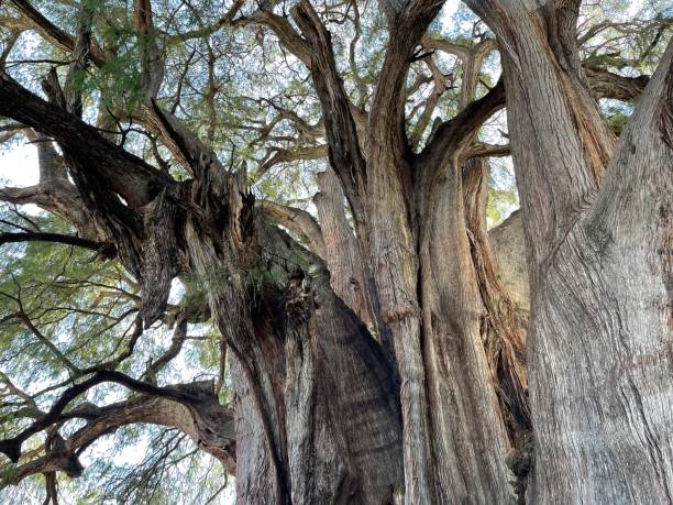 istock The Tree of Tule in Oaxaca, Mexico 1678795912
