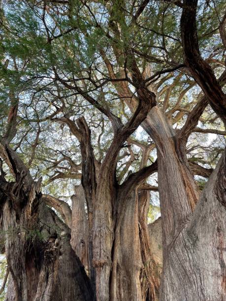 The Tree of Tule in Oaxaca, Mexico