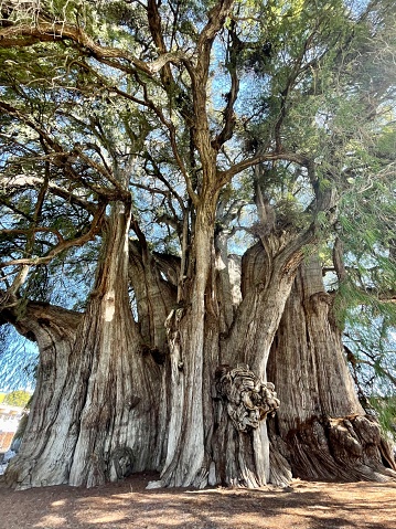 The Tree of Tule in Oaxaca, Mexico. Known as the widest tree in the world.