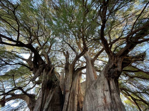 istock The Tree of Tule in Oaxaca, Mexico 1678797745