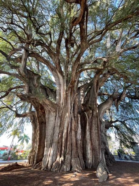 Free Stock Photo of Tree Trunk | Download Free Images and Free ...