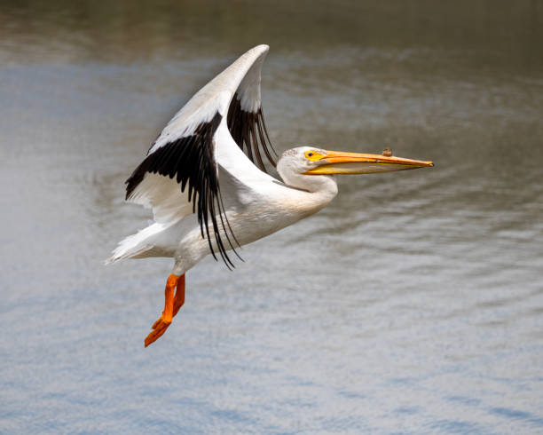 istock American White Pelican 1678811849